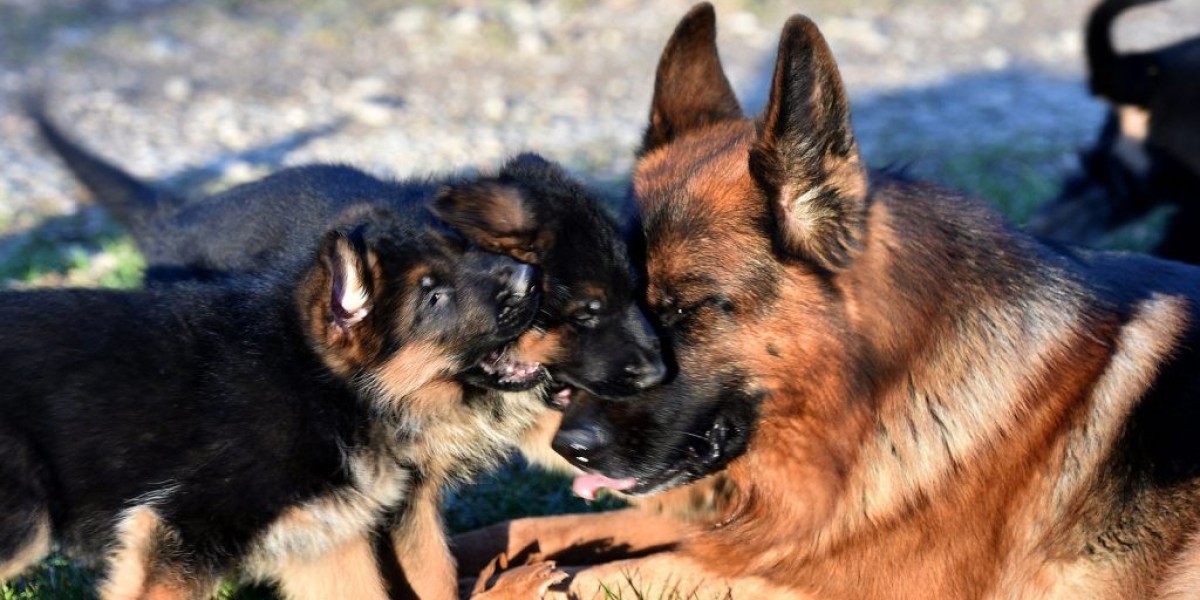 20 Things You Need To Know About German Shepherd Puppies